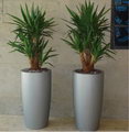 spineless yucca